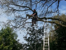 onderhoud bomen_600